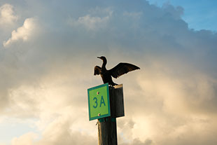 Channel Marker, Florida Keys, Ocean, Paradise, Birdwatching, nature, photography, travel guides, guidebook, anhinga