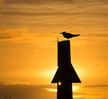 Channel Marker, Key West, Lower Keys, Quixotic Guides, bird, silhouette, beach, ocean, paradise, vacation, Florida, adventure guidebook