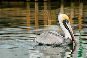 Bird, swimming, Florida Keys, wildlife photography, fishing, pretty, nature