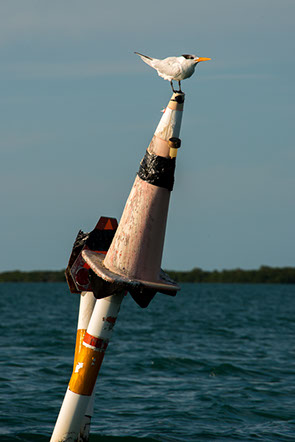 Boating, Sugarloaf, Florida, Keys, Backcountry, Flats, Adventure, Birds