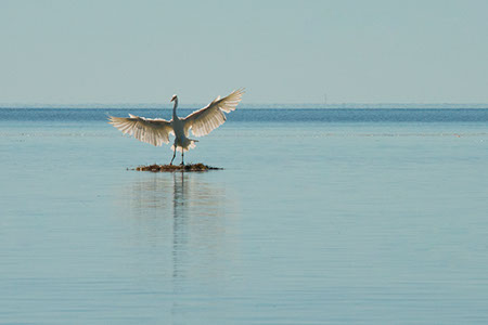 Great white egret, blue heron, florida keys, national wildlife refuge, crane, dancing, flying, bird, big, large, majestic, ocean, horizon, water