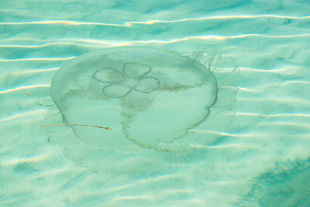 Jelly, fish, Aurelia aurita, leatherback, sting, danger, ocean, beautiful, float, stingers, rash, cloverleaf, gonads, sandbar, key west, florida