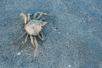 crustacean, tidal sandbar, florida keys, paradise, travel photography, guidebook, adventure, nature, paradise, water, beach