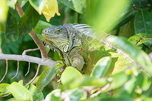 Tree, lizard, florida keys, dinosaur, tropical, wildlife photography, reptiles, nature, kids, travel