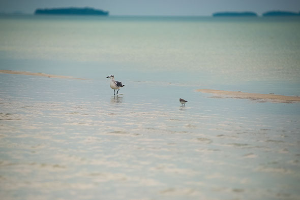 Gull, seagull, sandpiper, wading, ocean, sandbar, water, tidal, mangroves, marvin, photography, florida keys travel